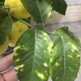 Citrus, white spots on the leaves ARM EN Community