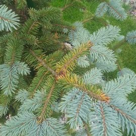 Coniferous trees and shrubs, picea pungens super blue, the needles have a yellowish colour ARM EN Community