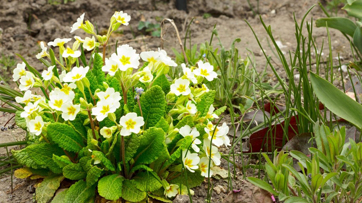 Primula, planting guide and care work