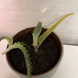 Aloe, the tip broke, can I replant it? ARM EN Community