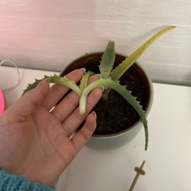 Aloe, the tip broke, can I replant it? ARM EN Community