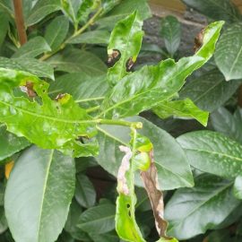Cherry laurel, dry tips and pierced leaves ARM EN Community