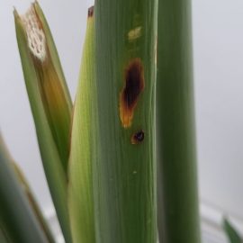 Strelitzia nicolai, white spots on the leaves and stems ARM EN Community