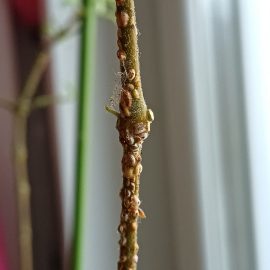 Indoor Ornamental Plants, sticky substance on the golden spike – scale insects ARM EN Community