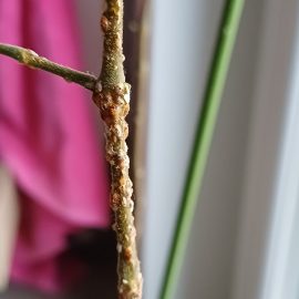 Indoor Ornamental Plants, sticky substance on the golden spike – scale insects ARM EN Community