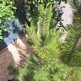 Pine, stem with drying needles ARM EN Community