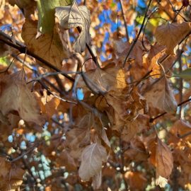 Viburnum, the leaves have dried up ARM EN Community