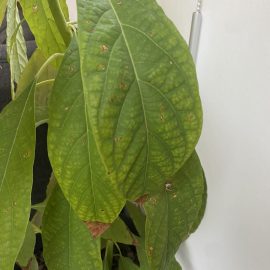 Avocado, leaves with brown spots, signs of wilting and dry tips ARM EN Community