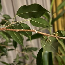 Ficus, excessive leaf fall and white spots – mealybugs ARM EN Community