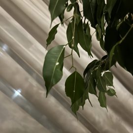 Ficus, excessive leaf fall and white spots – mealybugs ARM EN Community