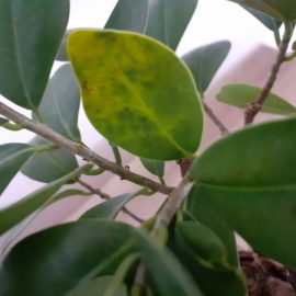 Ficus Microcarpa Ginseng – staining and excessive leaf fall ARM EN Community
