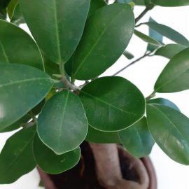 Ficus Microcarpa Ginseng – staining and excessive leaf fall ARM EN Community