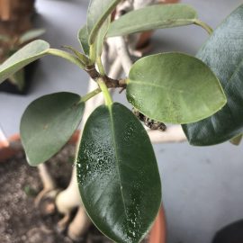 Ficus, drops on the leaves, attack of scale insects ARM EN Community
