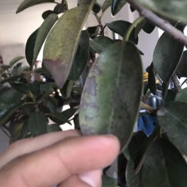 Ficus, drops on the leaves, attack of scale insects ARM EN Community
