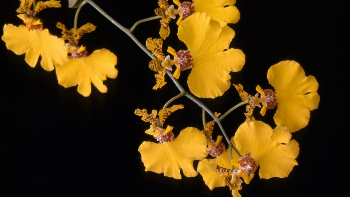 Oncidium, information and care tips