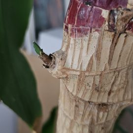 Dracaena, information about pruning ARM EN Community