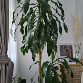 Dracaena, information about pruning ARM EN Community