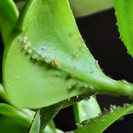 Hebe, pests – aphids ARM EN Community