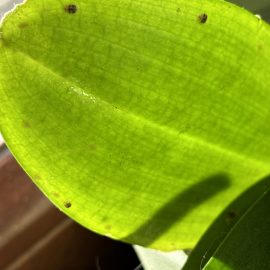 Indoor ornamental plants, pest identification – scale insects ARM EN Community