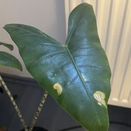 Indoor Ornamental Plants, leaves that are deteriorating, with black spots ARM EN Community