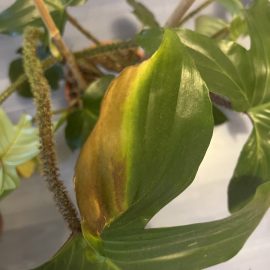 Indoor Ornamental Plants, leaves that are deteriorating, with black spots ARM EN Community