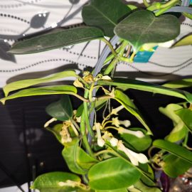 Stephanotis floribunda, yellowing leaves after purchase ARM EN Community