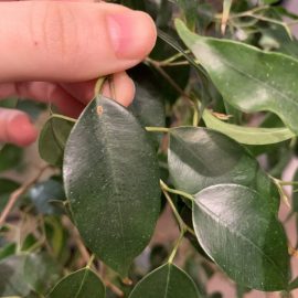 Ficus, sticky leaves that fall off ARM EN Community
