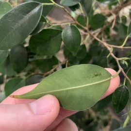 Ficus, sticky leaves that fall off ARM EN Community