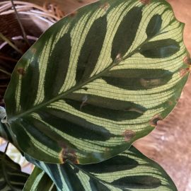 Calathea, dry and yellowed leaves ARM EN Community