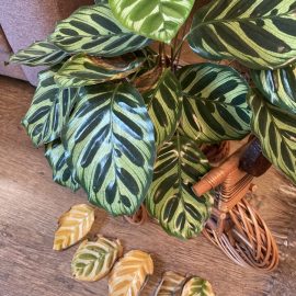 Calathea, dry and yellowed leaves ARM EN Community