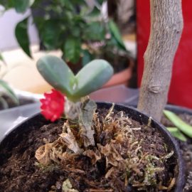 Succulents, identification, wilting and browning of the leaves from the base ARM EN Community