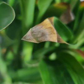 Dracaena, leaves with dry tips ARM EN Community