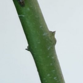 Citrus, lemon tree, leaf drop, attack of scale insects ARM EN Community