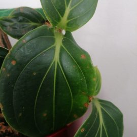 Medinilla, reddish spots on the leaves ARM EN Community