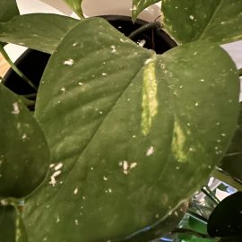 Potos, white spots on the leaves – pests ARM EN Community