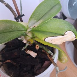 Orchids, white spots on the leaves ARM EN Community