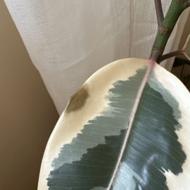 Ficus, brown spots on the edge of the leaves ARM EN Community