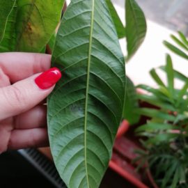 Mango, brown spots and white patches on the underside of the leaves ARM EN Community