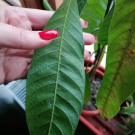 Mango, brown spots and white patches on the underside of the leaves ARM EN Community