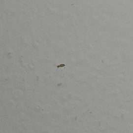 Pest Control, tiny, 1 mm bugs on the wall in the bedroom ARM EN Community