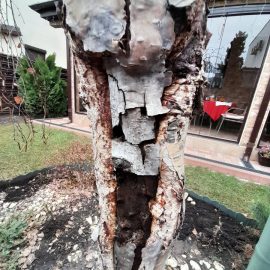 Birch, probably attacked by wood borers ARM EN Community