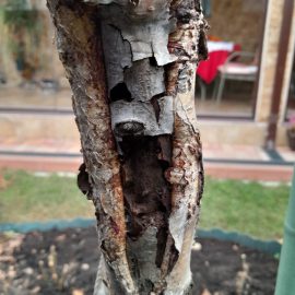 Birch, probably attacked by wood borers ARM EN Community