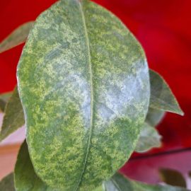 Lemon tree, scale insects and mites attack ARM EN Community