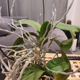 Orchids, replanting dehydrated orchids with multiple aerial roots ARM EN Community