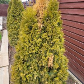 Coniferous plants, yellowing thuja shrubs ARM EN Community