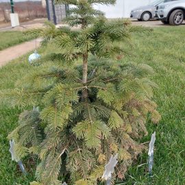 Fir tree, drying after planting ARM EN Community