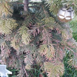 Fir tree, drying after planting ARM EN Community