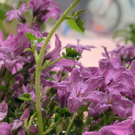 Ornamental Indoor Plants, Campanula with drying roots ARM EN Community