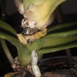 Orchid, yellowing leaves and blackened base and roots ARM EN Community