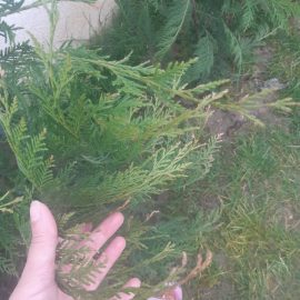 Coniferous plants, cypress with dry tip ARM EN Community